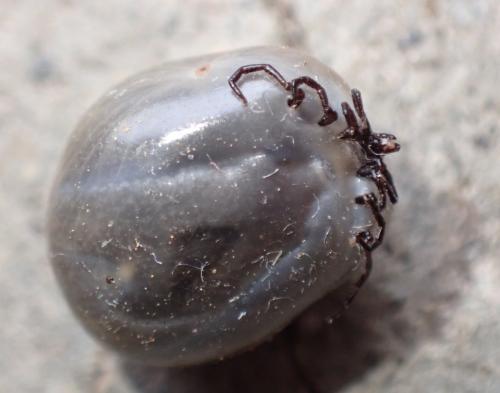 Réf. 340 211 : Ixodes ricinus